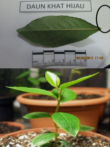 PLANT BASED-SUBSTANCES - KHAT